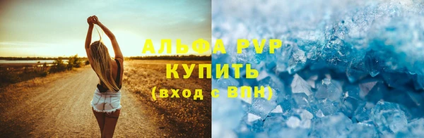 прущие грибы Новозыбков