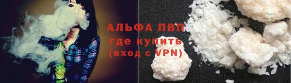 прущие грибы Новозыбков