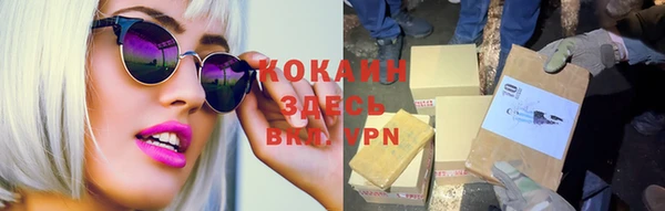 прущие грибы Новозыбков